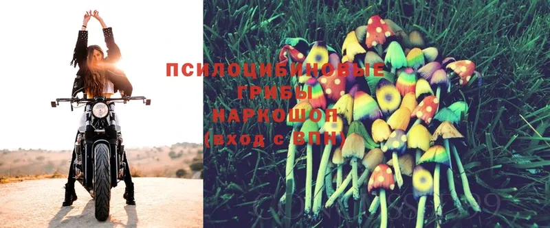 купить   Покачи  Псилоцибиновые грибы Psilocybine cubensis 